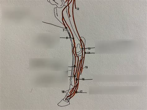 Hindlimb Nerves Diagram Quizlet