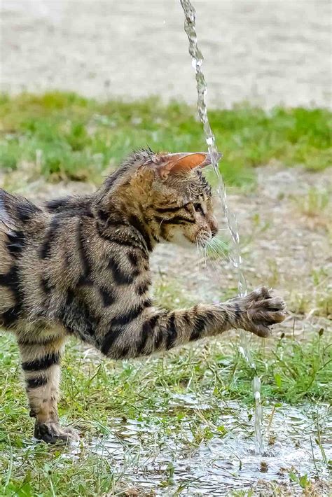 Do Bengal Cats Like Water Things To Know