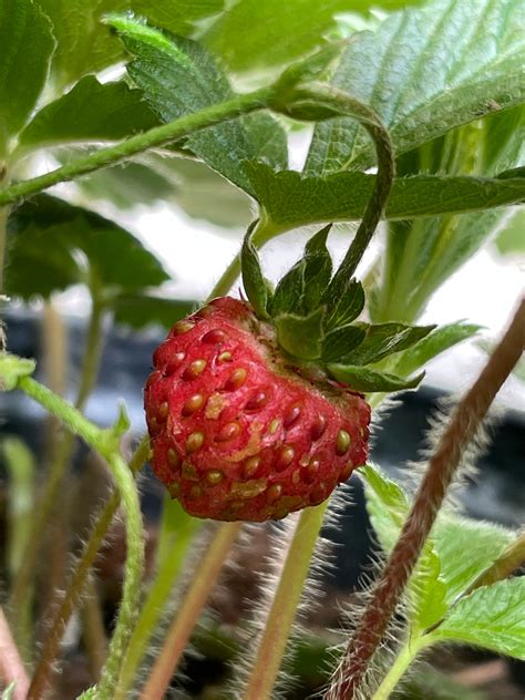 Wild Strawberry Plant