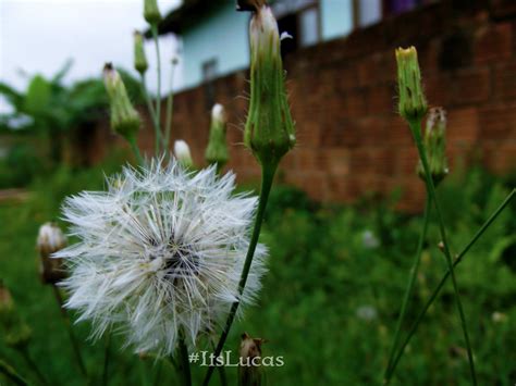 O Flores Itslucas Lucas Nagel