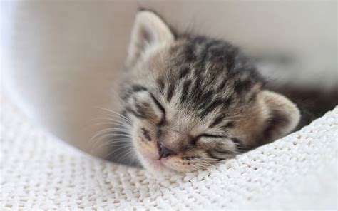 Cute Baby Kittens Sleeping / 18 Sleeping Pets That Are So Adorable That ...