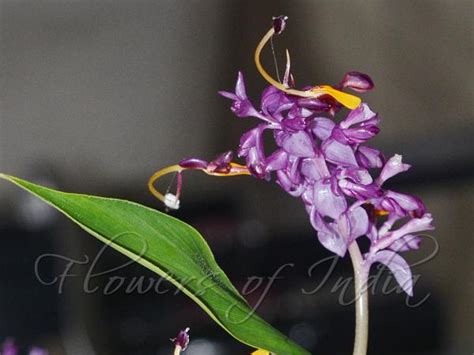 Globba Wardii Violet Swan Flower