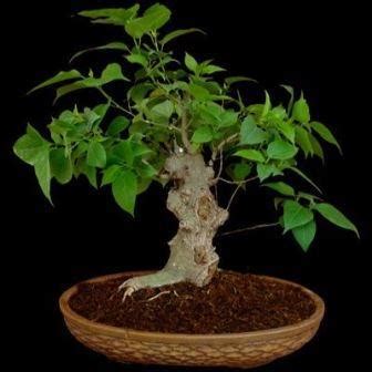 Ficus Benghalensis - Banyan Fig Tree, Indian Banyan Fig Bonsai & Bonsai ...