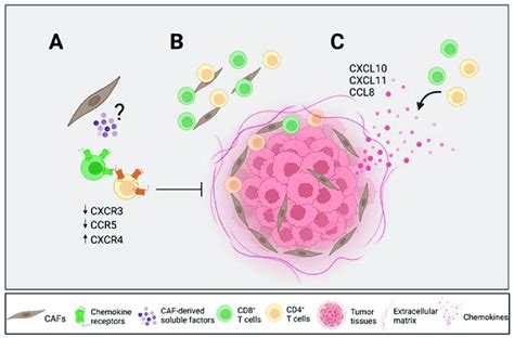 Cafs Modulate Chemokine Receptor Expression Which Can Potentially