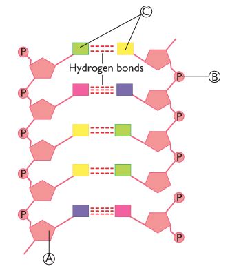 DNA Unit Diagram | Quizlet