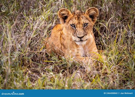 Cute Little Lion Cubs On Safari In African Steppe Kenya Playing And