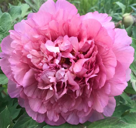 Tethys Tree Peony Halifax Perennials Inc