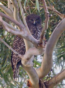 Powerful Owl habitat for sale – EcoNetwork Port Stephens