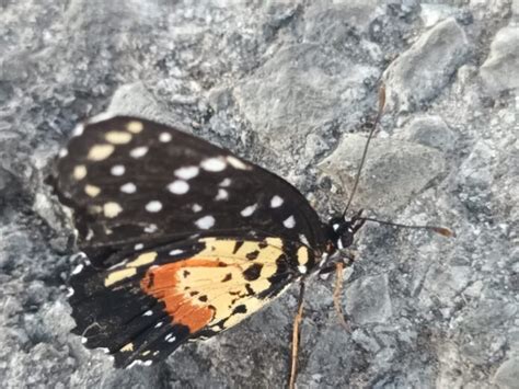 Mariposas Parche Carmes Buscan Refugio Y Sustento En Las Ciudades