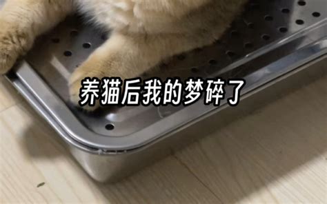 养猫前vs养猫后 阿梨梨的动物园 阿梨梨的动物园 哔哩哔哩视频