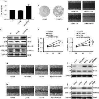 Overexpression Of Krt Promoted Proliferation And Migration In Rko Crc