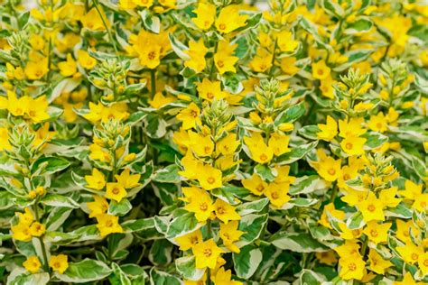 Variegated Lysimachia: Plant Care & Growing Guide