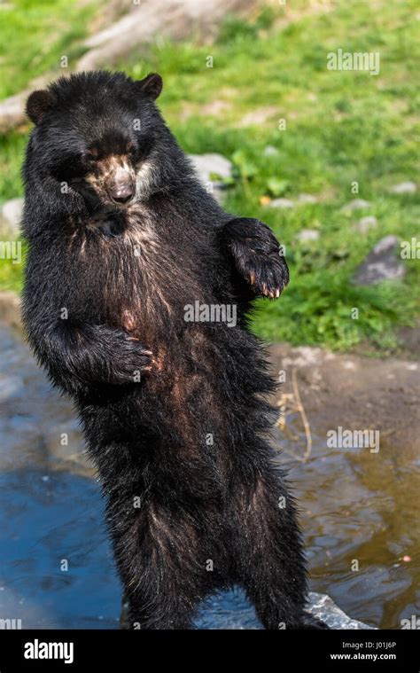 European Black Bear Standing On Its Hind Legs Stock Photo Alamy