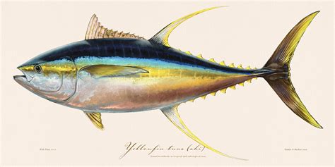 Yellowfin Tuna Illustration 111 - Studio Abachar