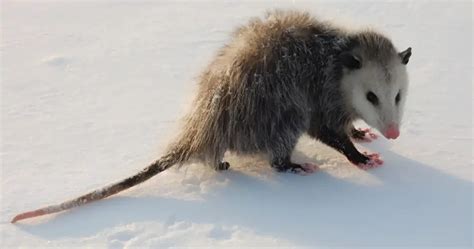 Opossum Tail: Anatomy, Function, and Importance