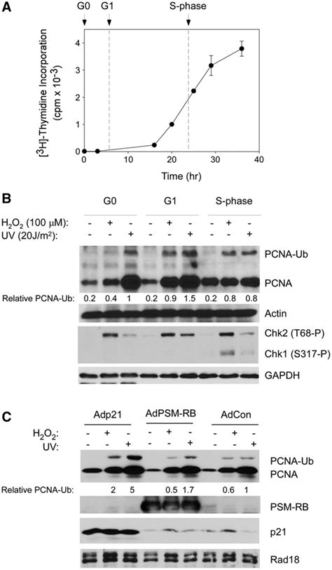 Pcna Mono Ubiquitination In Different Cell Cycle Phases Of Synchronized