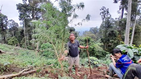 Ladang Ganja Seluas Hektare Ditemukan Di Empat Lawang Pemilik Ikut