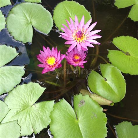 Water Lilies And Lily Pads In Pond Stock Image Image Of Lilies