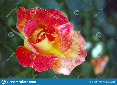 Beautiful Yellow Red Rose In The Garden Stock Image Image Of Floral