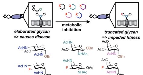 Sugars Designed To Disrupt Bacterial Cell Wall Biosynthesis Research