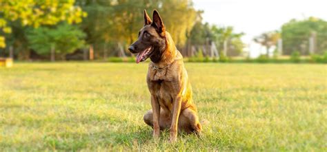 Pastore Belga Malinois Caratteristiche Salute E Alimentazione