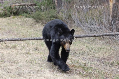 American Black Bear Ursus Americanus Banff National Park Kanada