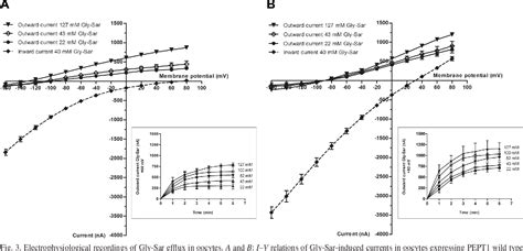 Figure 3 From Glycans In The Intestinal Peptide Transporter PEPT1