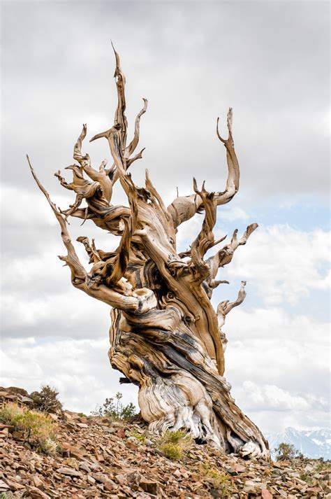 Things We Learned About Bristlecone Pines Sage By Gaia