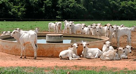 Cota O Da Arroba Do Boi Gordo Em Mato Grosso Atinge Maior Valor Desde