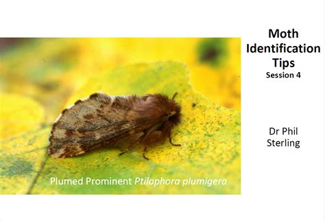 Moth Identification Tips: Part 4 | Butterfly Conservation