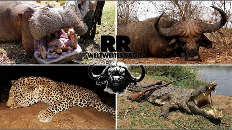 Hunting Adventure Zambia Big Game Entlang Des Sambesis RR