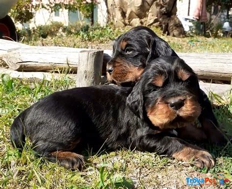 Cuccioli Di Setter Gordon Con Pedigree In Vendita A Piombino Li