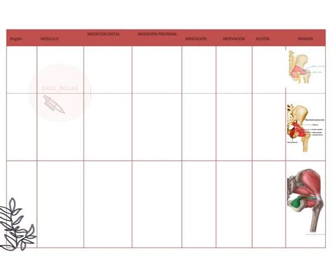 Tablas de musculos del miembro inferior Músculos Pelvis uDocz