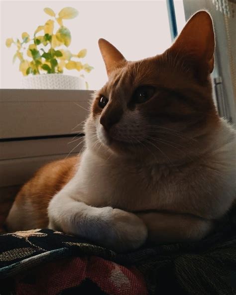 An Orange And White Cat Laying On Top Of A Blanket Next To A Window Sill