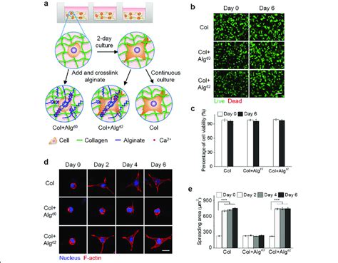 Sequentially Formed Hybrid Hydrogels Enable Control Of The D Nih T