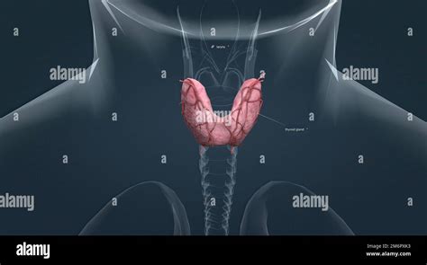 Isthmus Of Thyroid Gland Hi Res Stock Photography And Images Alamy