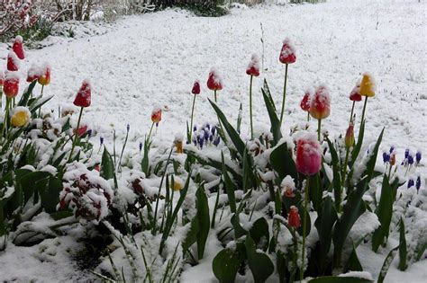 Tulipany W Zimowej Szacie Garnek Pl