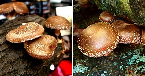 Shiitake Mushrooms Facts, History and Recipes - Mushroom Appreciation