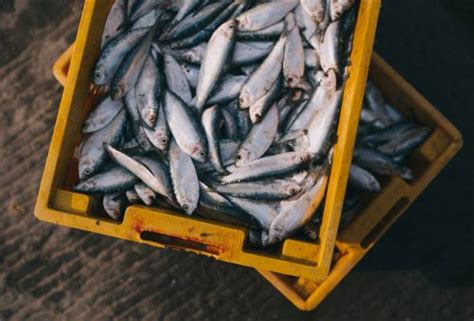 Stok Bekalan Ikan Mencukupi Tampung Keperluan Musim Monsun Timur Laut