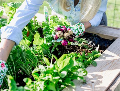 7 Best Vegetables To Grow in Raised Garden Beds - Backyard Boss