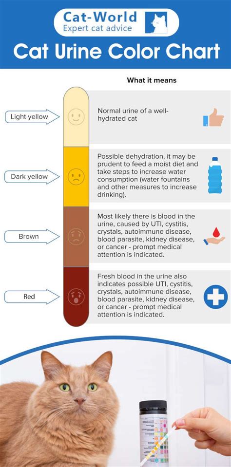 What is urine? Why does cat urine smell so bad? How many times a day ...