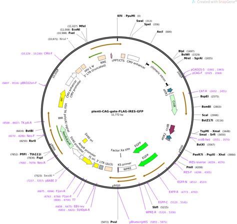 Addgene Plenti CAG Gate FLAG IRES GFP