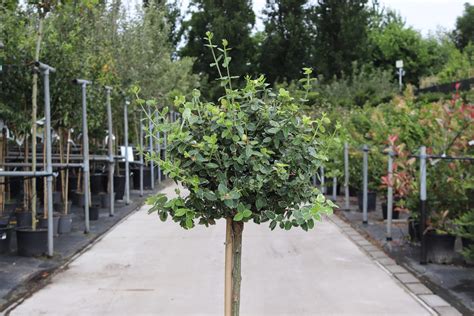 Euonymus Fortunei Emerald Gaiety Op Stam Zeelandplant