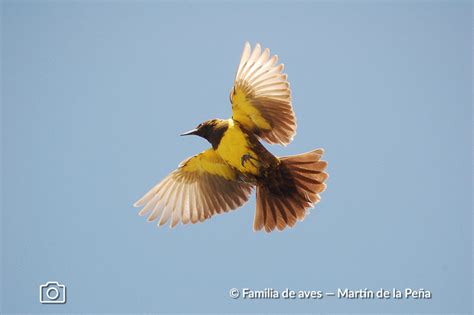 PECHO AMARILLO Aves Argentinas