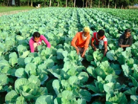 potato organic farming methods