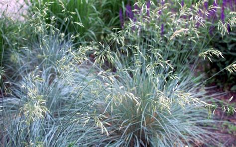 Gardening With Native Grasses Salisbury Greenhouse