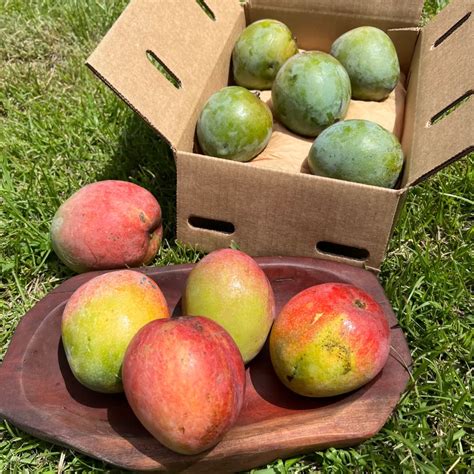 Kent Mango Grow Guide Tropical Tree Guide