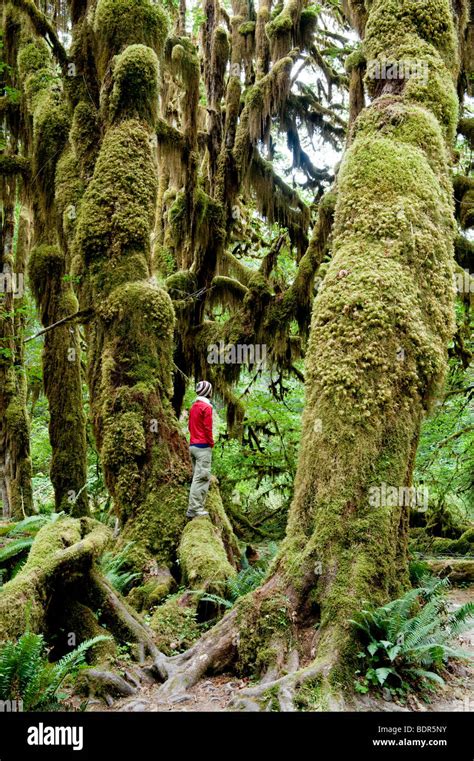 Salón de musgos trail Hoh Rain Forest el Parque Nacional Olympic