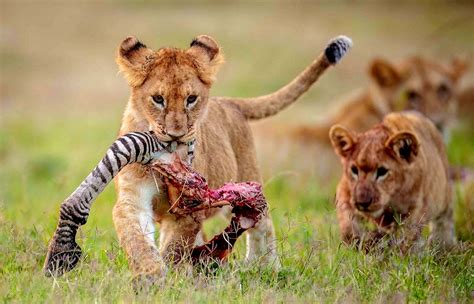 3 Days Serengeti National Park Pakasa Tours And Safaris