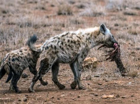 Facts About Hyenas. 17+ Interesting things to know about